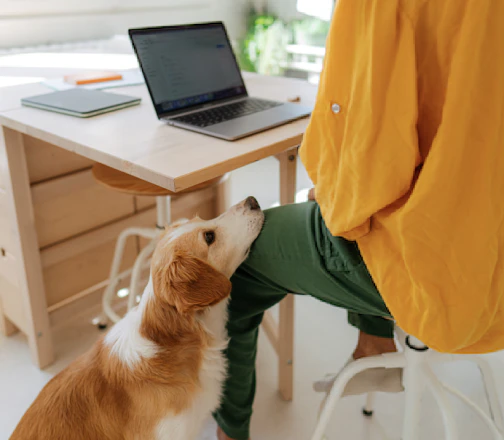 Work from home and pet-friendly environment